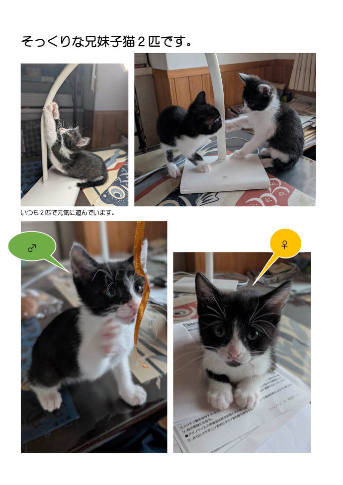 八割れ子猫