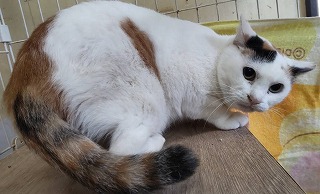 茶々丸