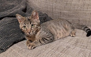 かしこい猫