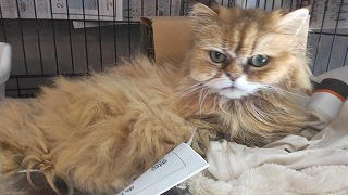 ポコ