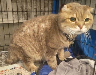 みらい