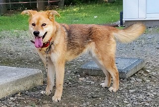 砂込犬