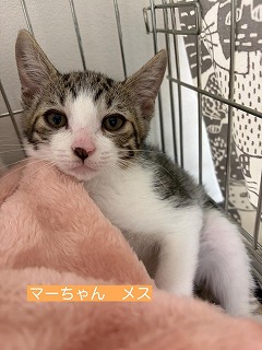 マーちゃん