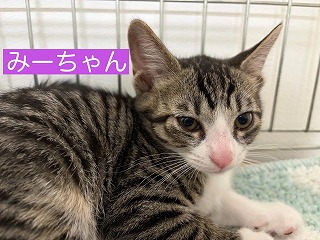 みーちゃん