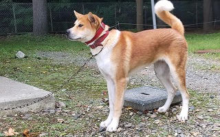 あいのの犬