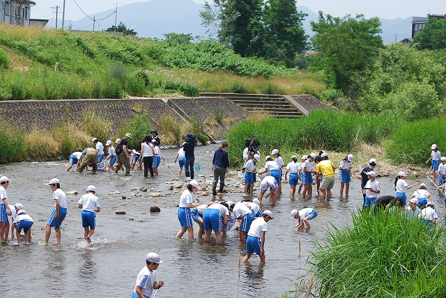 平成30年6月26日　中野小学校　簗川いきもの調査の写真1