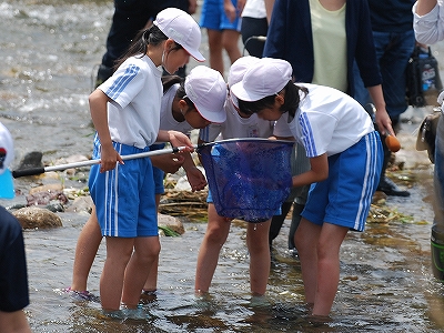 平成30年6月26日　中野小学校　簗川いきもの調査の写真3