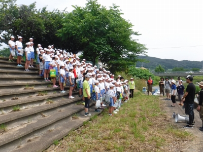 簗川いきもの調査の写真1