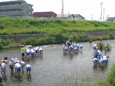 簗川いきもの調査の写真2