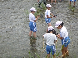 簗川いきもの調査の写真5