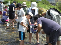 川での生きもの調査の様子の写真