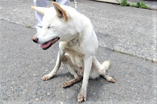 保護犬写真