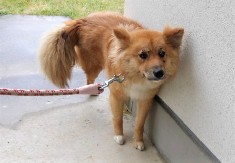 保護犬写真2
