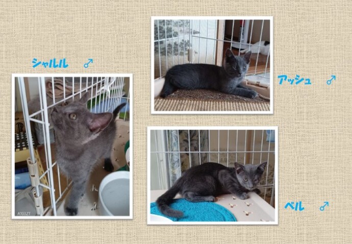 新しい飼い主を捜している猫の写真