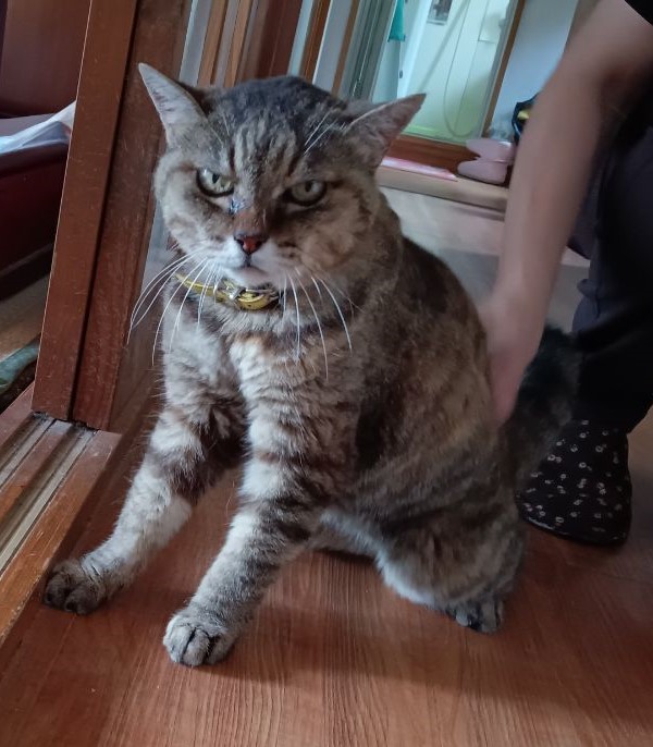 新しい飼い主を捜している猫の写真