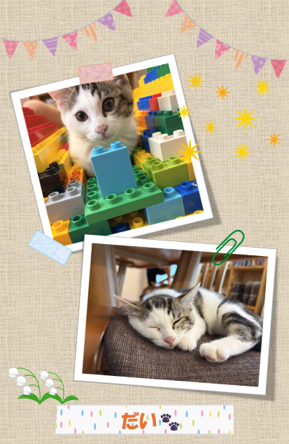新しい飼い主を捜している猫の写真