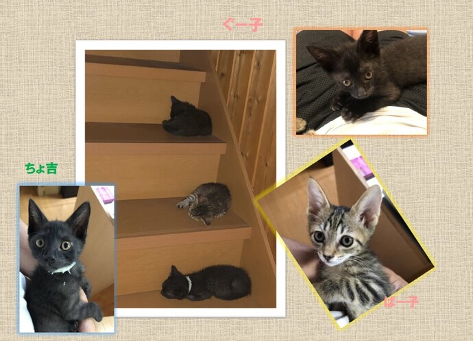 新しい飼い主を捜している猫の写真