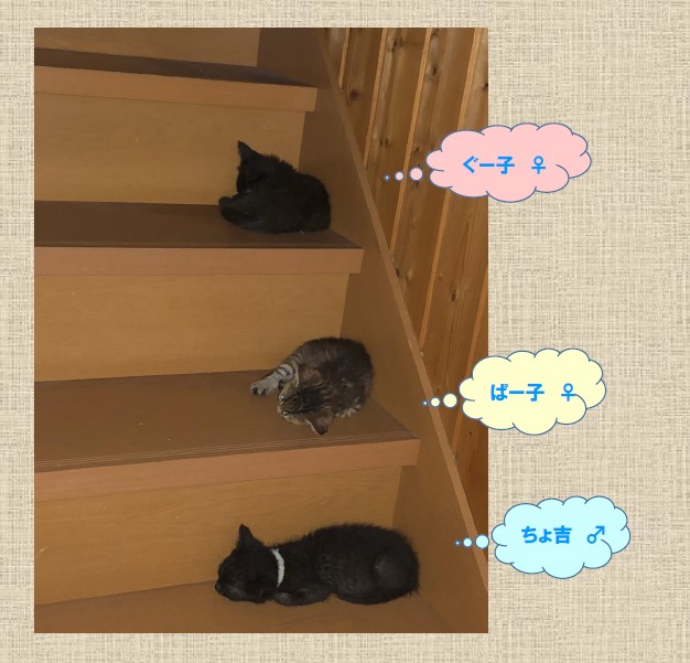 新しい飼い主を捜している猫の写真