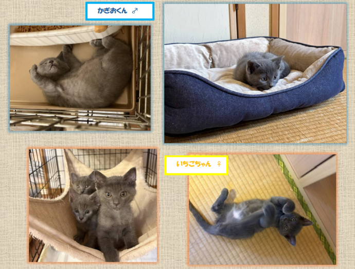 新しい飼い主を捜している猫の写真