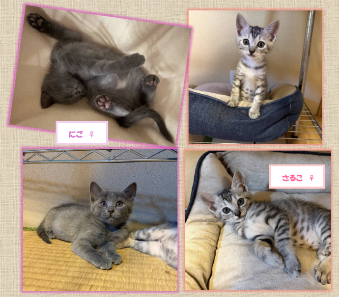 新しい飼い主を捜している猫の写真