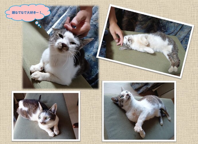 新しい飼い主を捜している猫の写真