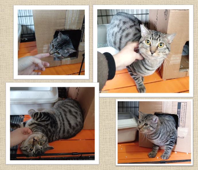 新しい飼い主を捜している猫の写真