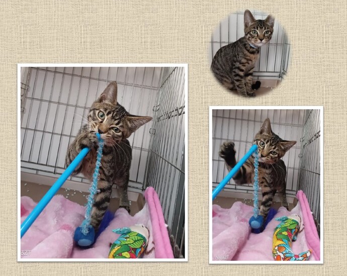 新しい飼い主を捜している猫の写真
