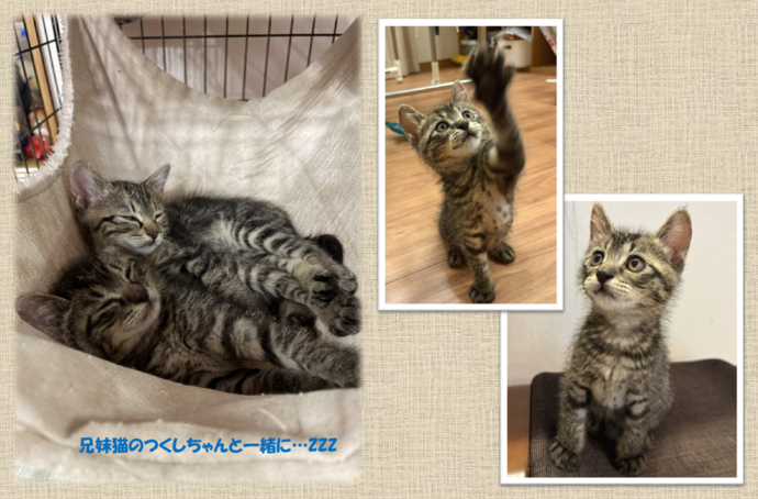 新しい飼い主を捜している猫の写真