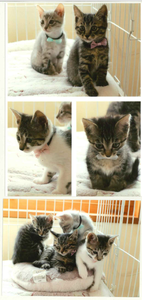 新しい飼い主を捜している猫の写真