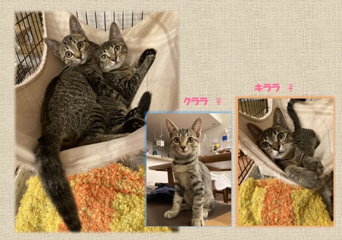 新しい飼い主を捜している猫の写真