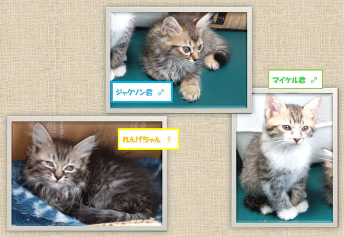 新しい飼い主を捜している猫の写真