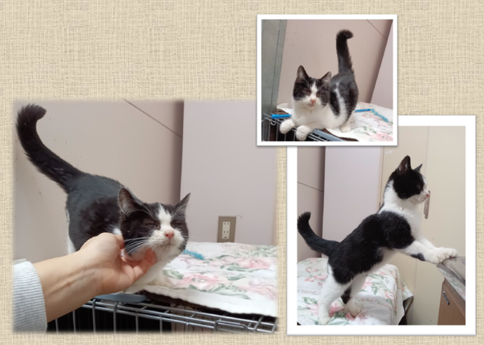 新しい飼い主を捜している猫の写真