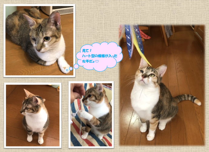 新しい飼い主を捜している猫の写真