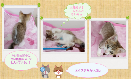 新しい飼い主を捜している猫の写真