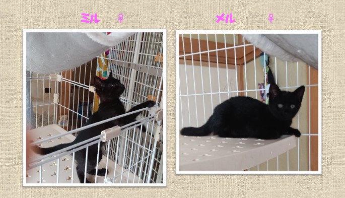 新しい飼い主を捜している猫の写真
