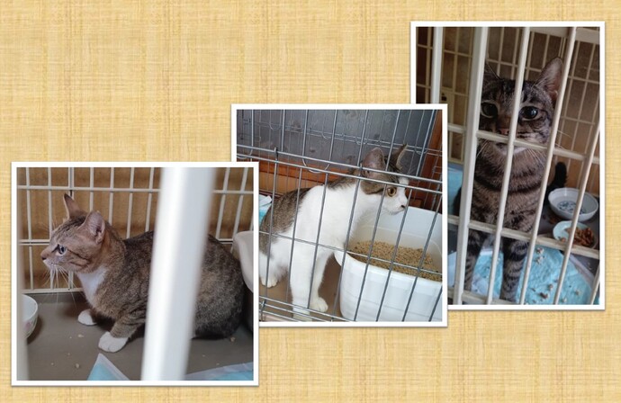 新しい飼い主を捜している猫の写真