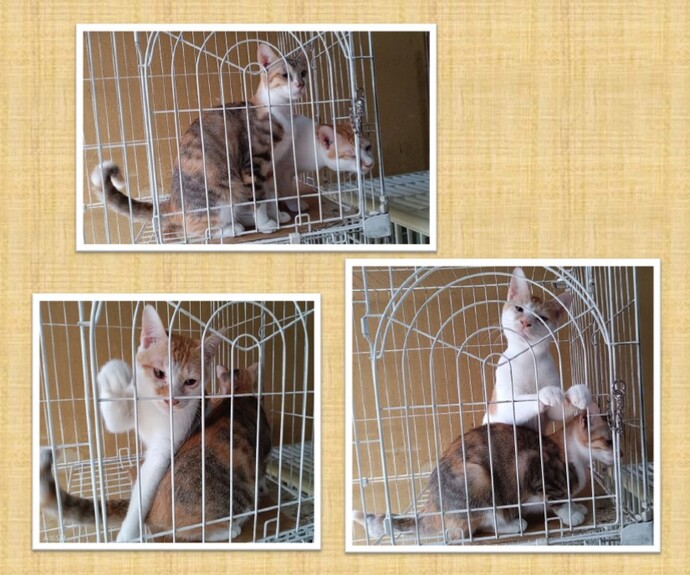 新しい飼い主を捜している猫の写真