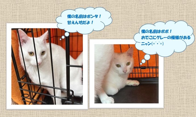 新しい飼い主を捜している猫の写真