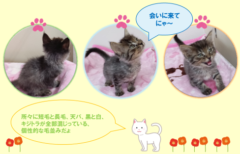 新しい飼い主を捜している猫の写真