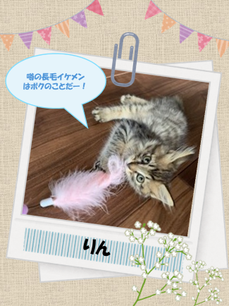 新しい飼い主を捜している猫の写真