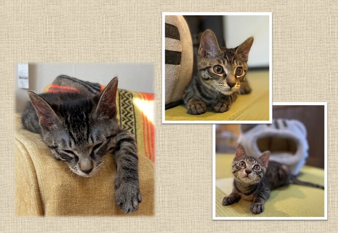 新しい飼い主を捜している猫の写真