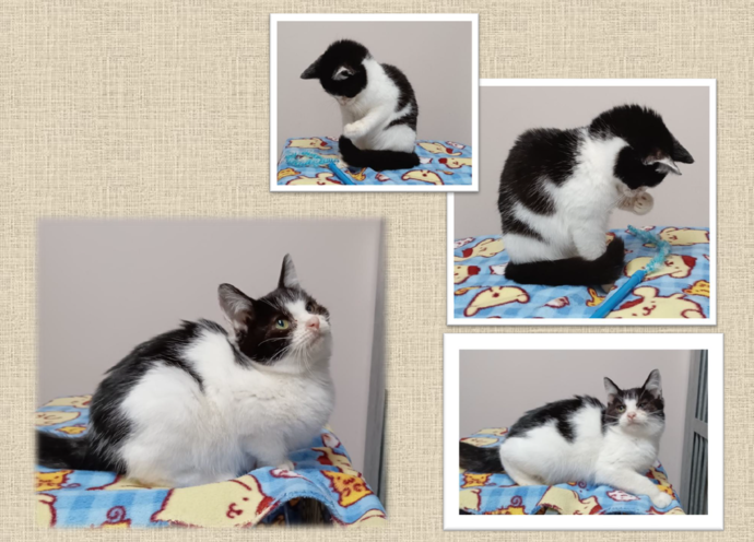 新しい飼い主を捜している猫の写真