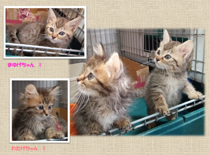 新しい飼い主を捜している猫の写真