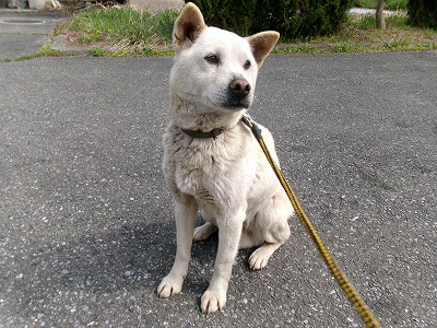 inu260415