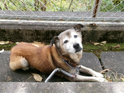 inu261013-2