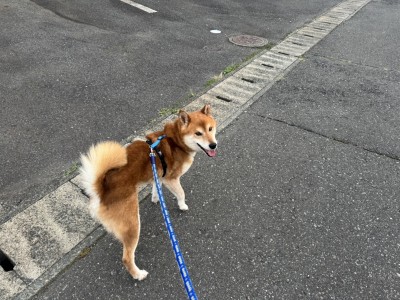 アサヒ君
