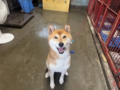 アサヒ君