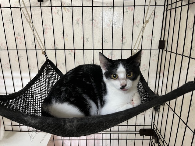 チョコバナナ君