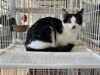 チョコバナナ君