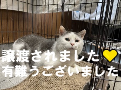 かつら君